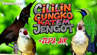 Download lagu MASTERAN JERNIH TERBAIK BURUNG JUARA | SATU JALUR   JEDA TERAPI AIR mp3