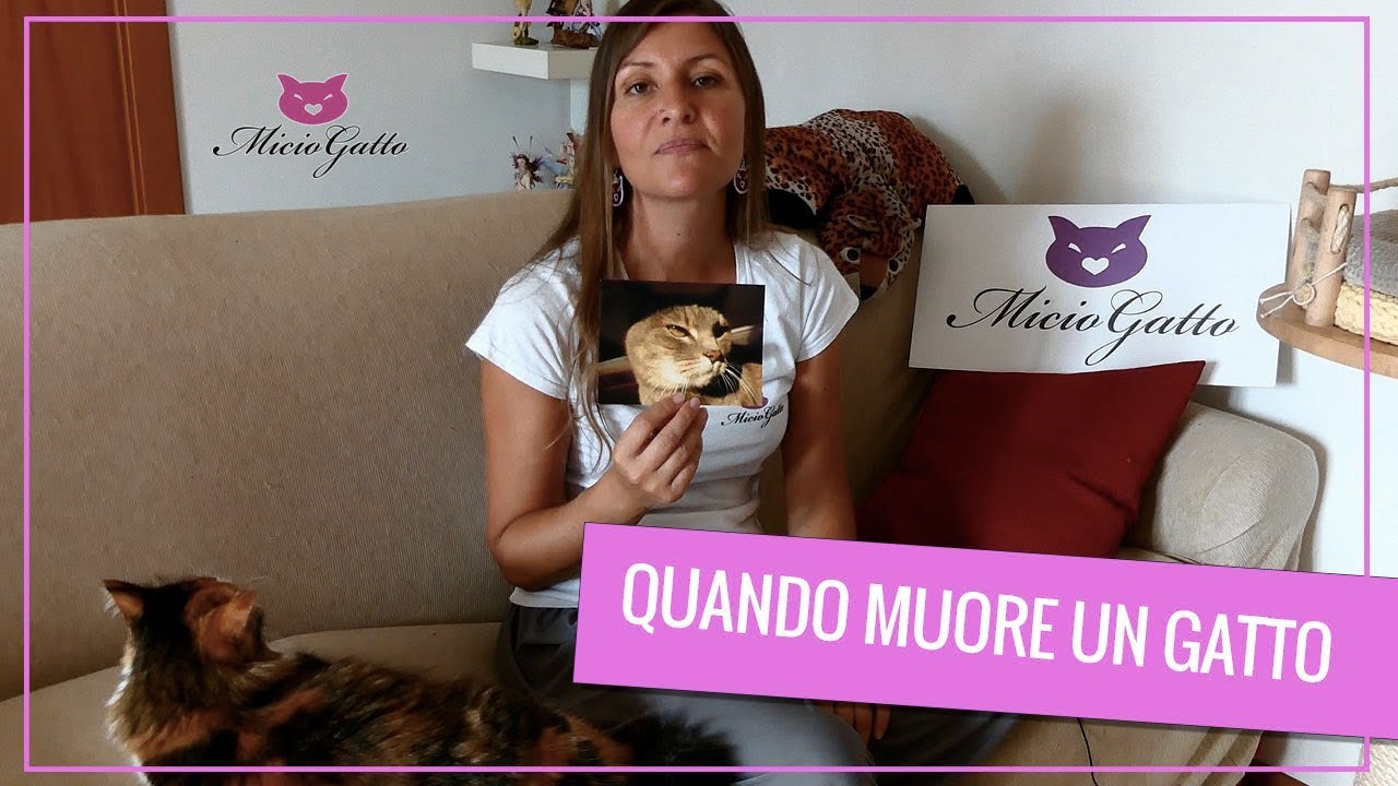 Morte di un gatto: come superare il lutto ❤