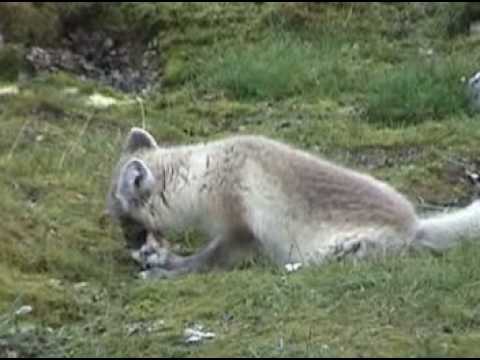 arctic fox / renard arctique