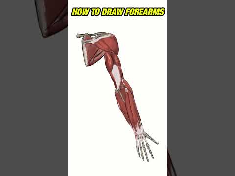 How to draw Forearms #arttutorial #drawingtutorial #howtodraw
