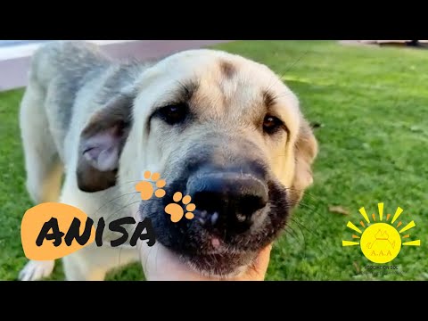 Anisa y su compañero perruno