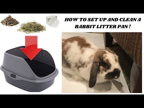 How To Set Up Clean A Rabbit Litter Box!