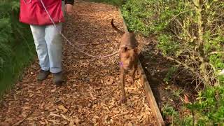 Video of Pickle