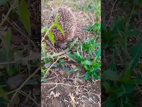 Буськина Мать.