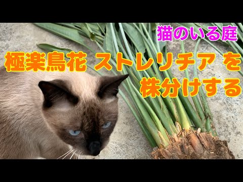 園芸 白いストレリチア、白い極楽鳥、白い花が咲く野生バナナ、ケープワイルドバナナ