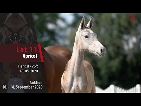 Online-Auktion v. 10. - 14. September 2020 Lot 11 Apricot Hengst v. Aviador - Candillo