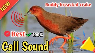 Download lagu 🔊SUARA PIKAT TEKUSAN MERAH ✔️লালবুক গুরগুরি পাখির ডাক‼️Ruddy breasted crake Bird Calling Sound mp3 Download lagu 🔊SUARA PIKAT TEKUSAN MERAH ✔️লালবুক গুরগুরি পাখির ডাক‼️Ruddy breasted crake Bird Calling Sound mp3