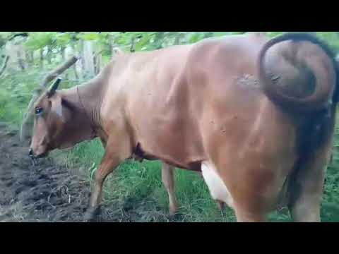 Estamos en Sonsonate santo domingo de Guzmán WhatsApp 60632341