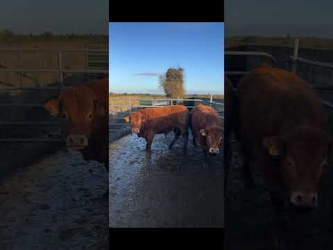 💥💥PEDIGREE LIMOUSIN BULLS💥💥 - Image 2
