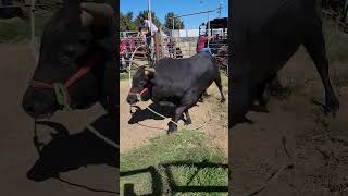 bajando un toro de la traila #toros #bull #rancho #animals #ganaderia #jaripeo #mascotas #rodeo