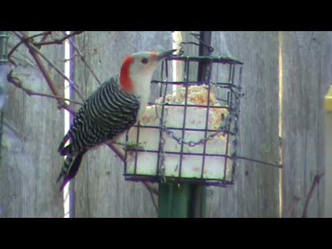 Red-bellied Woodpecker Visits the Suet Feeder