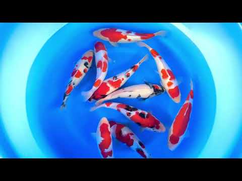 JKS-200 WYSIWYG 1Y Tateshita showa and kohaku 28-33 cm 10X