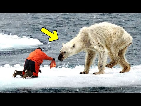 A Man Helped a Dying Polar Bear — You Won’t Believe What Happened Next