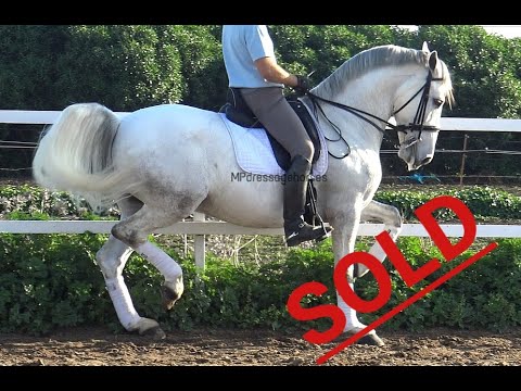 SOLD! #MP229 | PSG - Andalusian PRE Gelding 2012 -Approx 1.64 m
