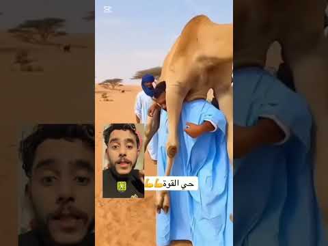 #شاهد ماذا قال رجال مصري شل جمل #اكسبلور #لايك_اشتراك_بالقناه_ليصلك_كل_جديد