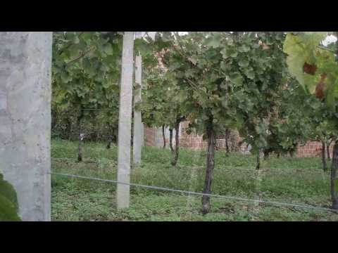 Složni brati - Oj dragi trseki stari