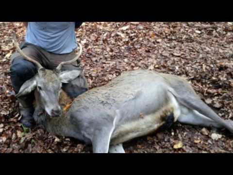 Wildboar and Red Stag at driven hunt | Schwarzwild und Rotwild auf Drückjagd