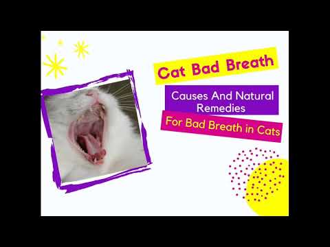 How to Treat Cat Bad breath, Causes and Natural Remedies