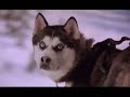 Snow Dogs 2002