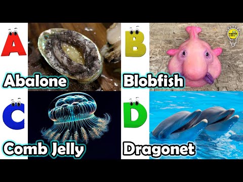 Learn Ocean Animal Names | ABC Sea Animals song | Most Popular Sea Creatures | Alphabets Kids Song