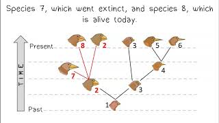 Evolutionary Trees