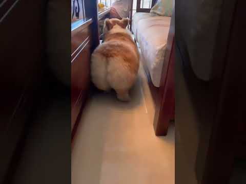 Cat Shakes Her Booty 🤩 | Cat Video | Cutest Pet | #shorts #viralshorts #viral | Paws and Fur |