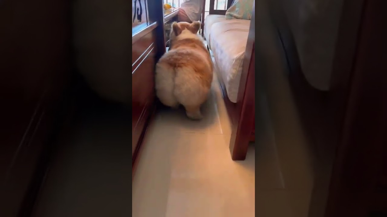 Cat Shakes Her Booty 🤩 | Cat Video | Cutest Pet | #shorts #viralshorts #viral | Paws and Fur |