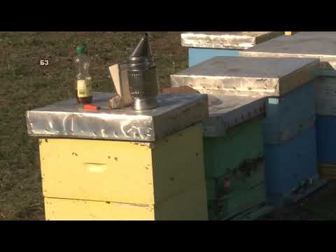 Da li APITOKSIN moze da leci MULTIPLU SKLEROZU ?!!