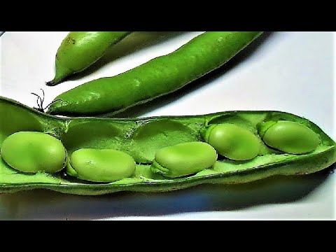 The Best Way to Prepare FAVA BEANS, Fresh Fava Beans recipe. Spicy recipe of Fresh Broad Beans.