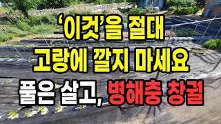 잡초매트 절대 깔지 마세요 평생 풀은 죽지 않고 병해충 창궐