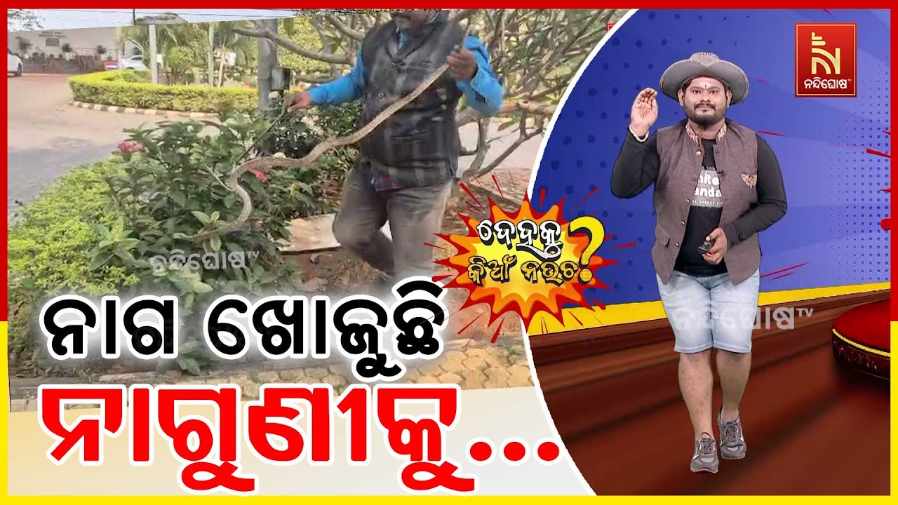 Snake Terror in Kharavel Bhawan | Snake Helpline Comes to Rescue | Dehaku Kian Naucha | Odia Comedy