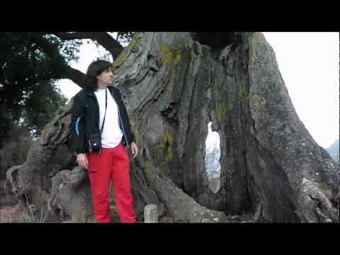 ENCINA DE ERAUL - MONUMENTO NATURAL