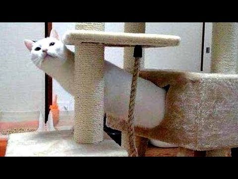 You will FALL on your BUTT from LAUGHING TOO HARD - Funny ANIMAL compilation