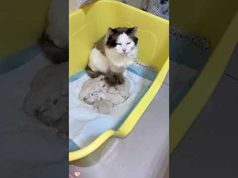The mother cat thought her kittens were too ugly, so she went to take care of other kittens.