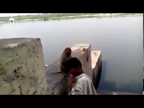 Monkey of Yamuna Ghat  Delhi