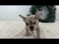 French Bulldog dogs for sale: Major - Video 1