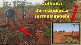 Colheita de mandioca-Terraplanagem do nosso cantinho