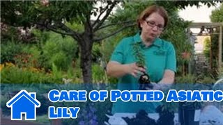 Lilies & More : Care of Potted Asiatic Lily