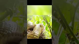 The mother bird protects her children and catches a snake.