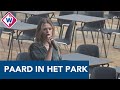 Poppodium PAARD organiseert concertreeks in het Zuiderpark -OMROEP WEST