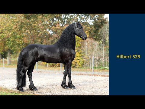 Hilbert 529