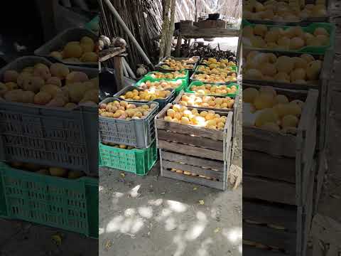 MANGOS SAN ANTONIO DEL SUR. GUANTANAMO.CUBA.