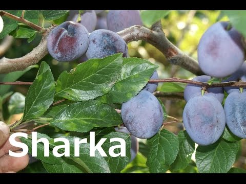 Scharka und scharkaimmune Zwetschkensorten Jojo & Jofela