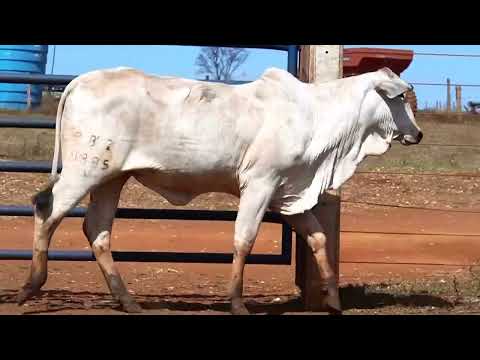 NOVILHA NELORE - VENUZ B.BELO - BBZ  9895