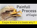 Eagle Rebirth Painful Process To Live Up To 70 Years