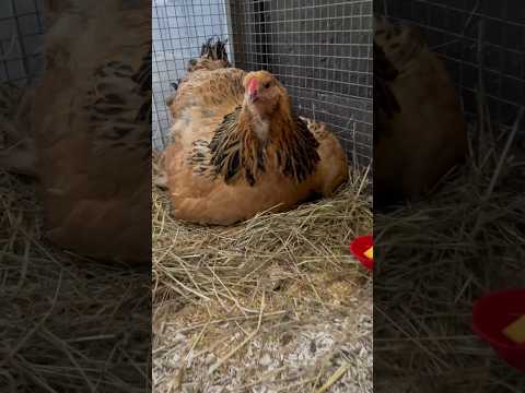 Die Uschi - einmal umsiedeln bitte #brahma #hühner #chicken #glucke #chicks #shortvideo #shorts