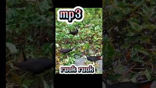 Download lagu Razanya suara burung ruak ruak mp3 Download lagu Razanya suara burung ruak ruak mp3