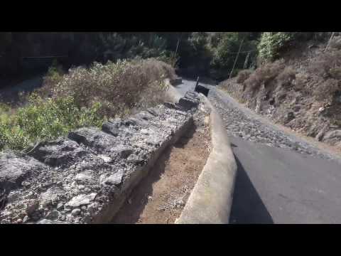 Покормите нас, пожалуйста, мы самые голодные ящерицы на Тенерифе!