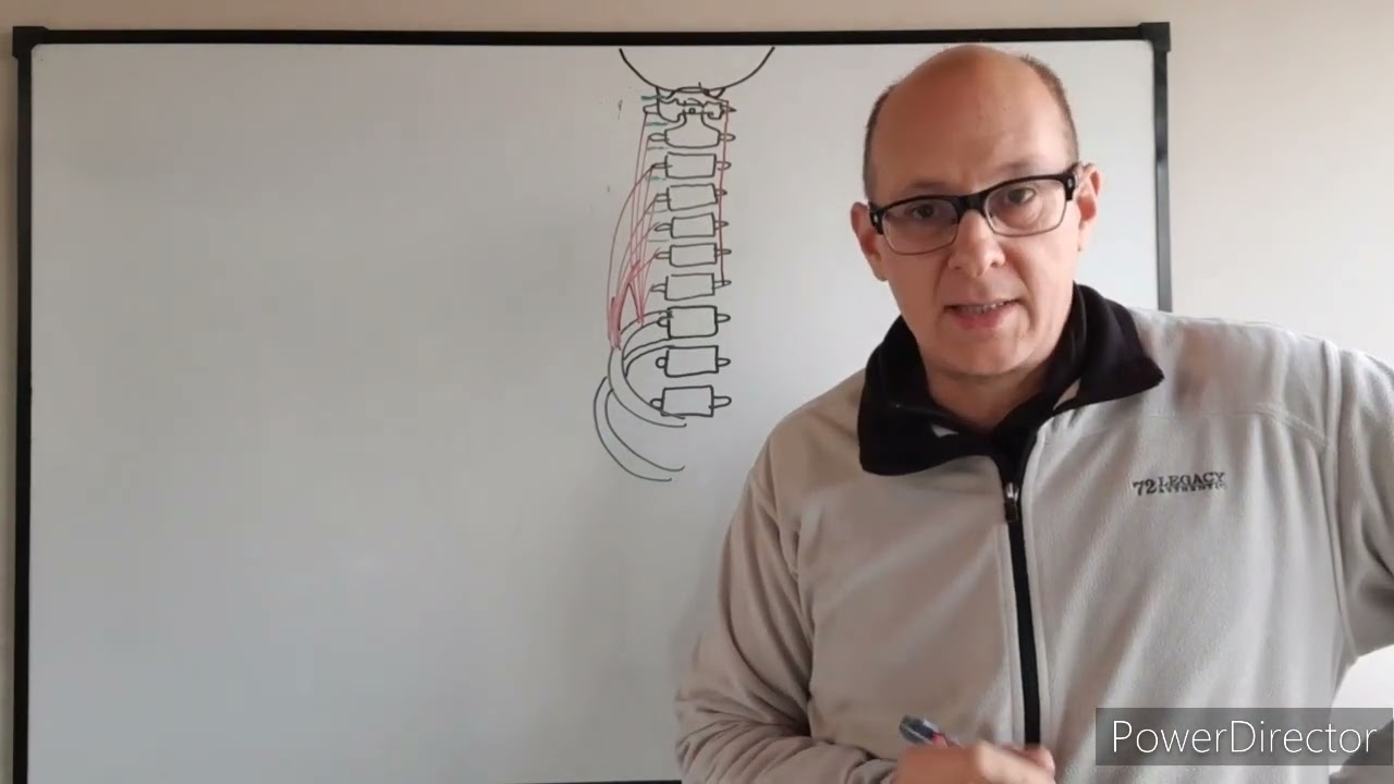 Teórico N° 28 a Inervación de cabeza y cuello plexo cervical  Dr  Luciano Esborrat