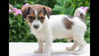Video preview image #1 Jack Tzu Puppy For Sale in EAST EARL, PA, USA
